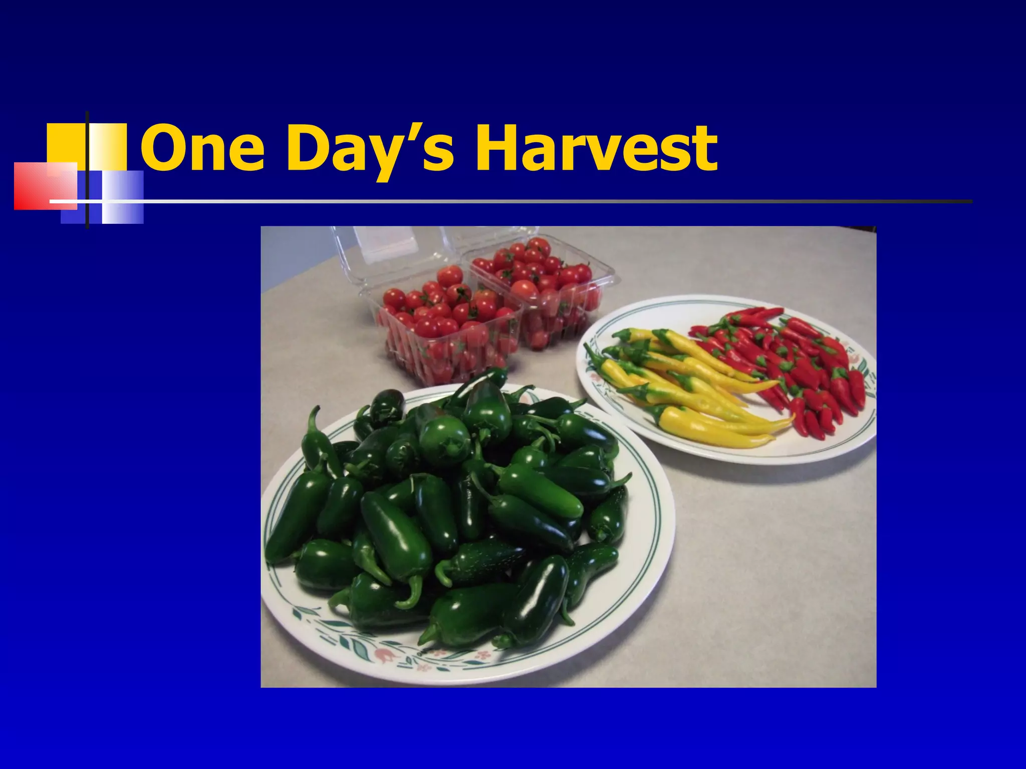 One Day’s Harvest 