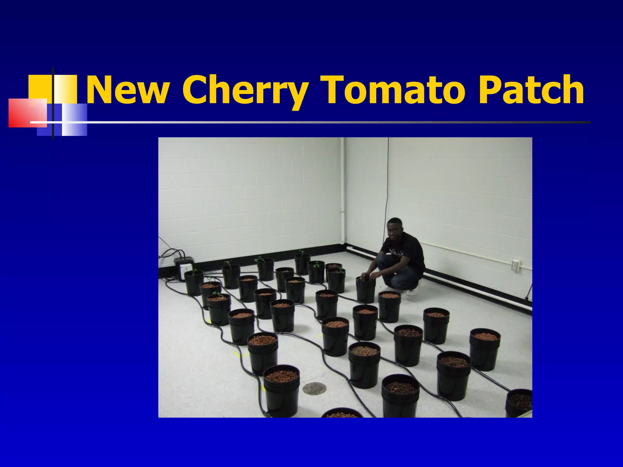 New Cherry Tomato Patch 