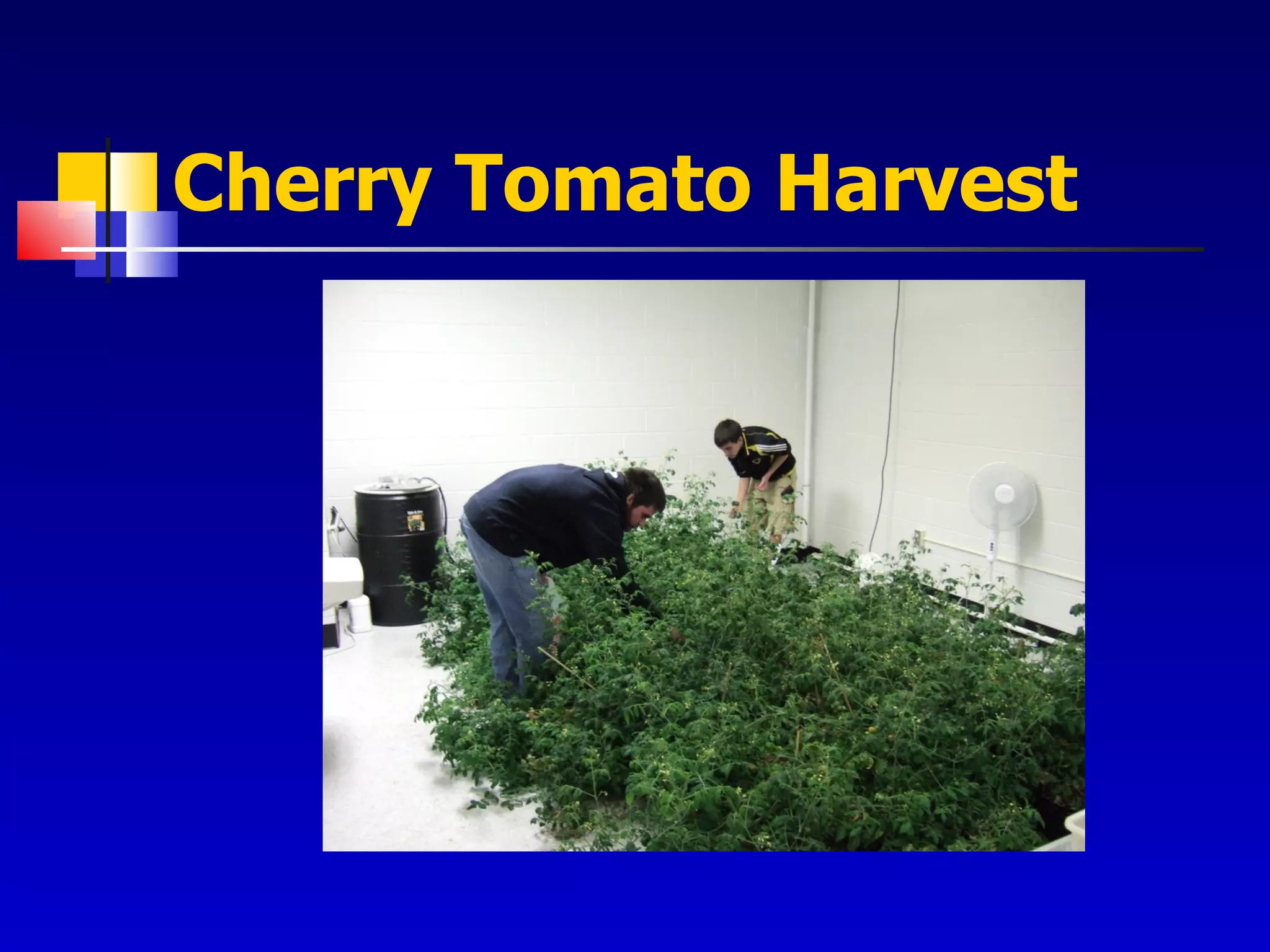 Cherry Tomato Harvest 