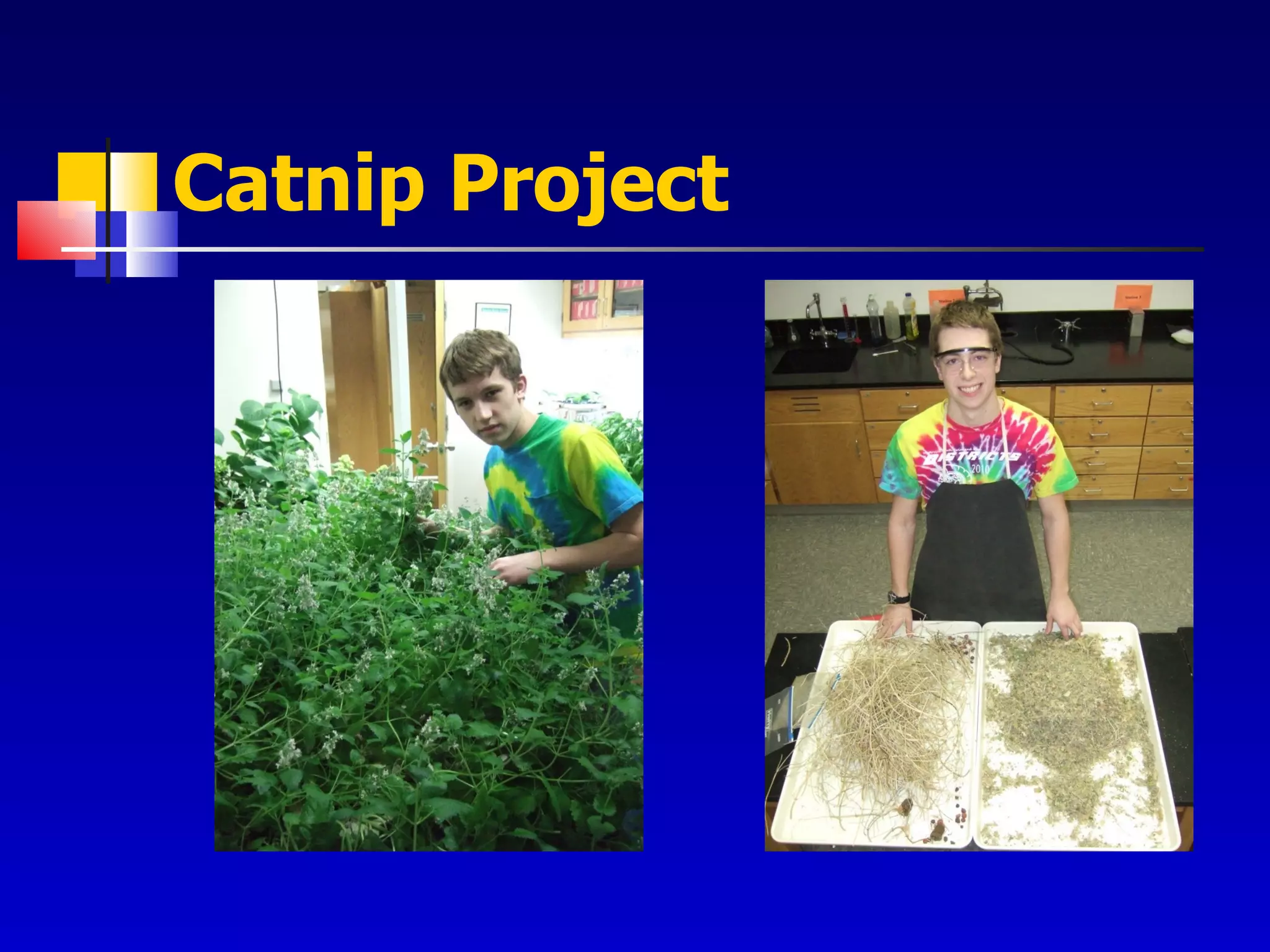 Catnip Project 