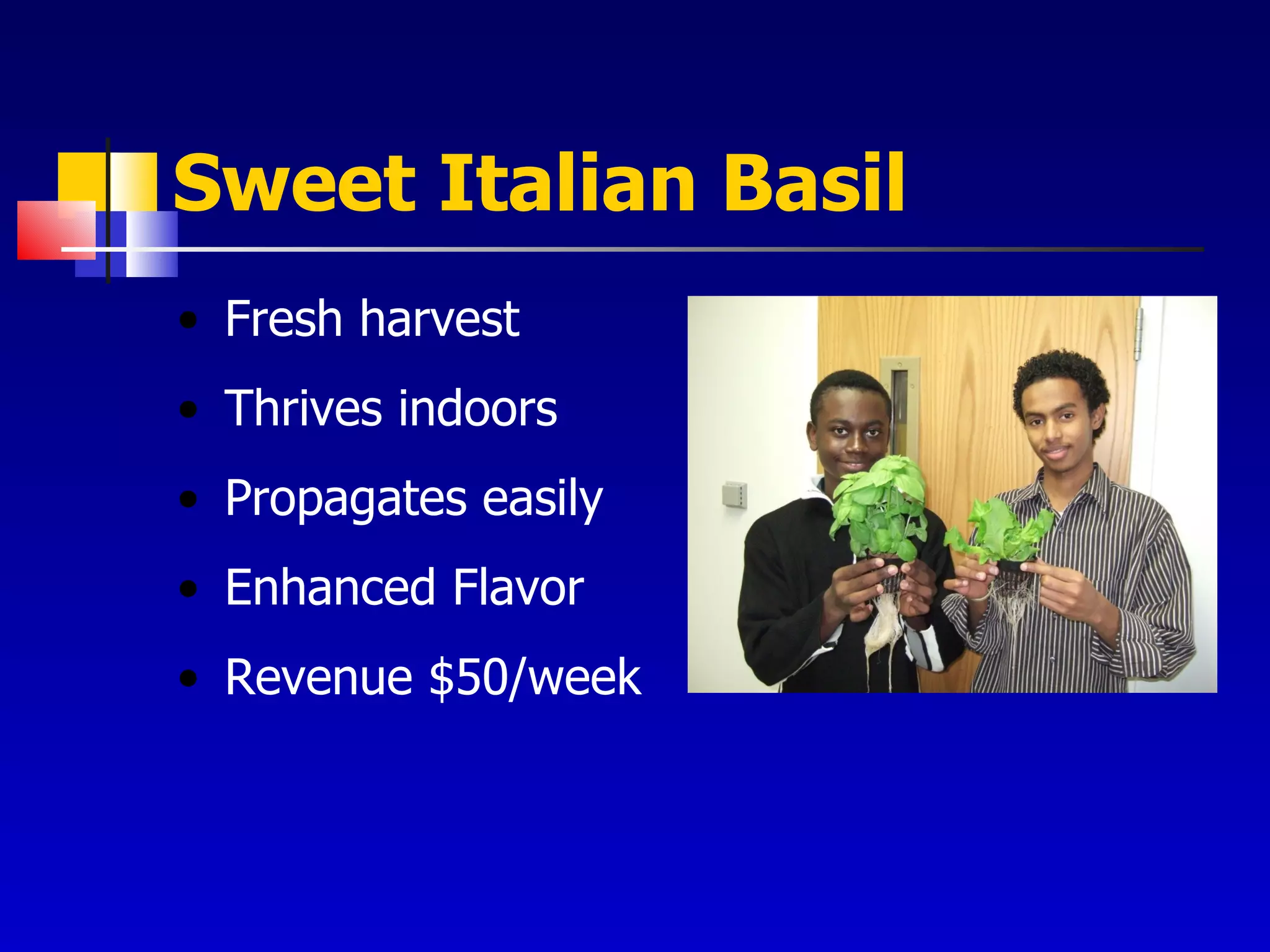 Sweet Italian Basil Fresh harvest Thrives indoors Propagates easily Enhanced Flavor Revenue $50/week 