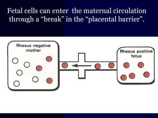 Fetal cells can enter the maternal circulation
through a “break” in the “placental barrier”.
 