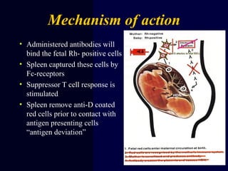 Mechanism of action
• Administered antibodies will
bind the fetal Rh- positive cells
• Spleen captured these cells by
Fc-receptors
• Suppressor T cell response is
stimulated
• Spleen remove anti-D coated
red cells prior to contact with
antigen presenting cells
“antigen deviation”
 