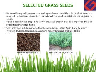 SELECTED GRASS SEEDS
Seeds of Stylo hamata Stylo hamata vegetation
 By considering soil parameters and agroclimatic conditions in project area we
selected leguminous grass Stylo hamata will be used to establish the vegetative
cover.
 Being a leguminous crop it not only prevents erosion but also improves the soil
properties by Nitogen fixing.
 Seed selection is duly supported by the scientists of Indian Agricultural Research
Institute (IARI) and Indian Grassland and fodder Research Institute (IGFRI)
 