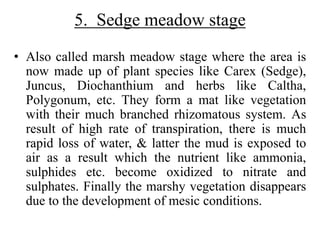 5. Sedge meadow stage
• Also called marsh meadow stage where the area is
now made up of plant species like Carex (Sedge),
Juncus, Diochanthium and herbs like Caltha,
Polygonum, etc. They form a mat like vegetation
with their much branched rhizomatous system. As
result of high rate of transpiration, there is much
rapid loss of water, & latter the mud is exposed to
air as a result which the nutrient like ammonia,
sulphides etc. become oxidized to nitrate and
sulphates. Finally the marshy vegetation disappears
due to the development of mesic conditions.
 