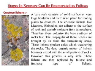 Crustose lichens :-
Stages In Xerosere Can Be Enumerated as Follows
A bare rock consists of solid surface or very
large boulders and there is no place for rooting
plants to colonize. The crustose lichens like
Licanora, Rhinodina can adhere to the surface
of rock and absorb moisture from atmosphere.
Therefore these colonize the bare surfaces of
rocks fast. The Propagulis of these lichens are
brought by air from the surrounding areas.
These lichens produce acids which weathering
the rocks. The dead organic matter of lichens
becomes mixed with the small particle of rocks.
However, this process is very slow. These
lichens are then replaced by foliose and
fruticose type of lichens.
 