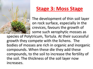 Stage 3: Moss Stage
• The development of thin soil layer
on rock surface, especially in the
crevices, favours the growth of
some such xerophytic mosses as
species of Polytricum, Tortula. At their successful
growth they compete with the lichens. The
bodies of mosses are rich in organic and inorganic
compounds. When these die they add these
compounds, to the soil to increase the fertility of
the soil. The thickness of the soil layer now
increases.
 