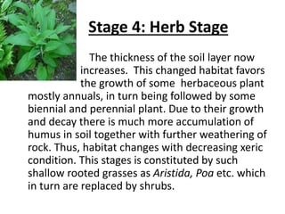 Stage 4: Herb Stage
The thickness of the soil layer now
increases. This changed habitat favors
the growth of some herbaceous plant
mostly annuals, in turn being followed by some
biennial and perennial plant. Due to their growth
and decay there is much more accumulation of
humus in soil together with further weathering of
rock. Thus, habitat changes with decreasing xeric
condition. This stages is constituted by such
shallow rooted grasses as Aristida, Poa etc. which
in turn are replaced by shrubs.
 