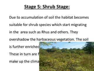 Stage 5: Shrub Stage:
Due to accumulation of soil the habitat becomes
suitable for shrub species which start migrating
in the area such as Rhus and others. They
overshadow the harbaceous vegetation. The soil
is further enriched by this dense shruby growth.
These in turn are finally replace by trees which
make up the climax community.
 
