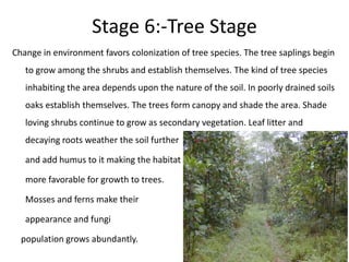 Stage 6:-Tree Stage
Change in environment favors colonization of tree species. The tree saplings begin
to grow among the shrubs and establish themselves. The kind of tree species
inhabiting the area depends upon the nature of the soil. In poorly drained soils
oaks establish themselves. The trees form canopy and shade the area. Shade
loving shrubs continue to grow as secondary vegetation. Leaf litter and
decaying roots weather the soil further
and add humus to it making the habitat
more favorable for growth to trees.
Mosses and ferns make their
appearance and fungi
population grows abundantly.
 