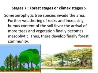 Stages 7 : Forest stages or climax stages :-
Some xerophytic tree species invade the area.
Further weathering of rocks and increasing
humus content of the soil favor the arrival of
more trees and vegetation finally becomes
mesophytic. Thus, there develop finally forest
community.
 