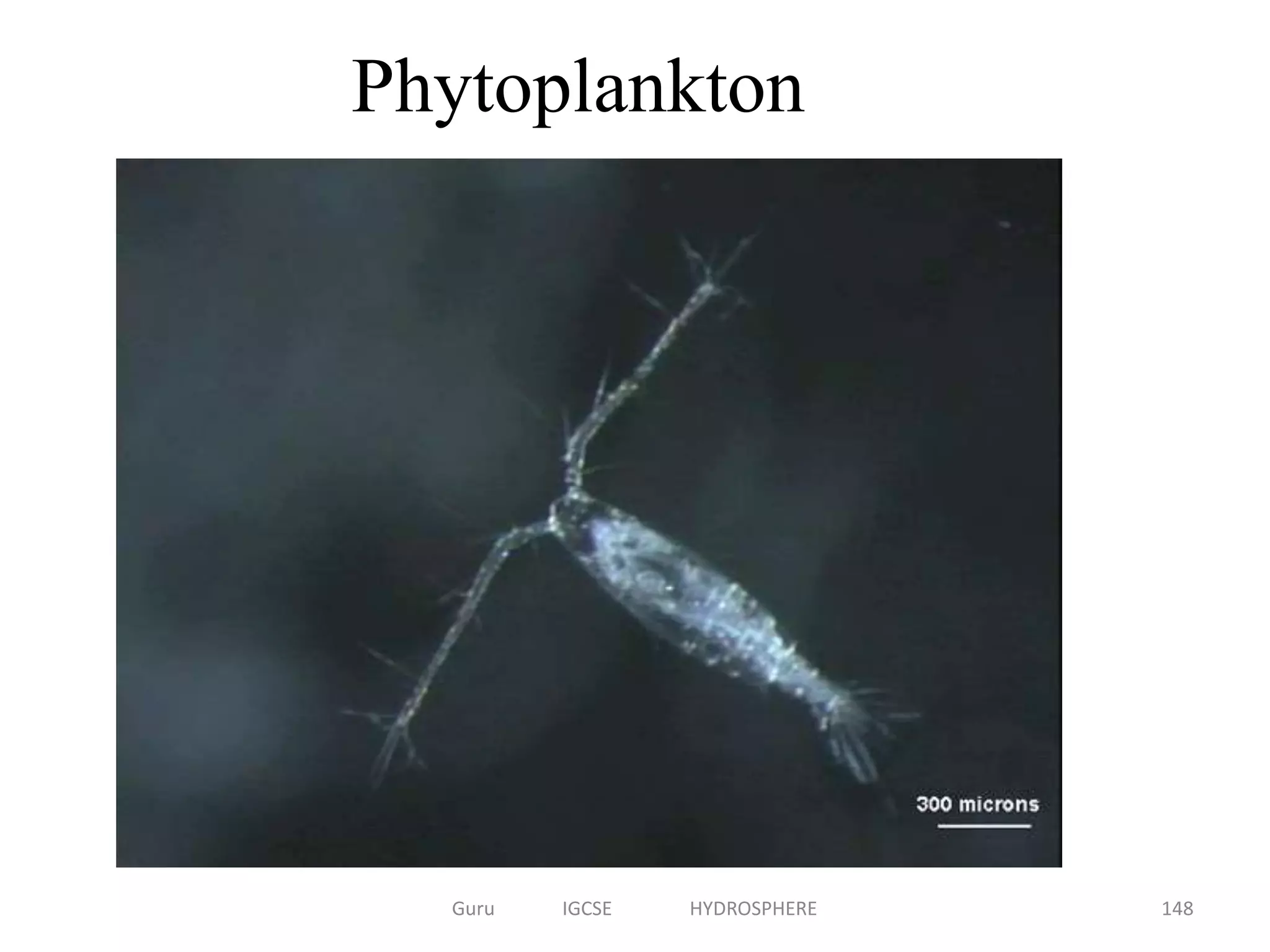 Phytoplankton
148Guru IGCSE HYDROSPHERE
 