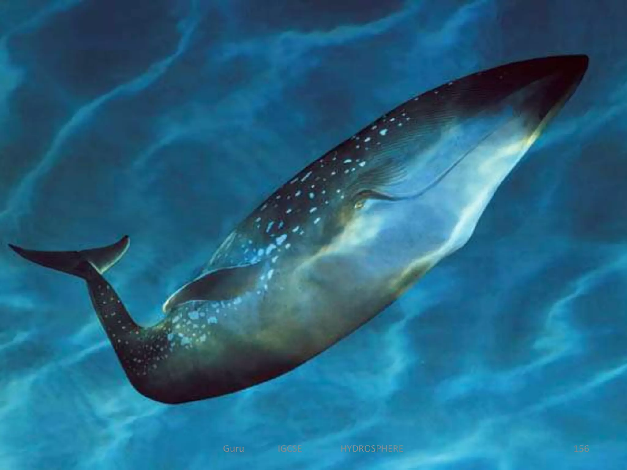 156Guru IGCSE HYDROSPHERE
 