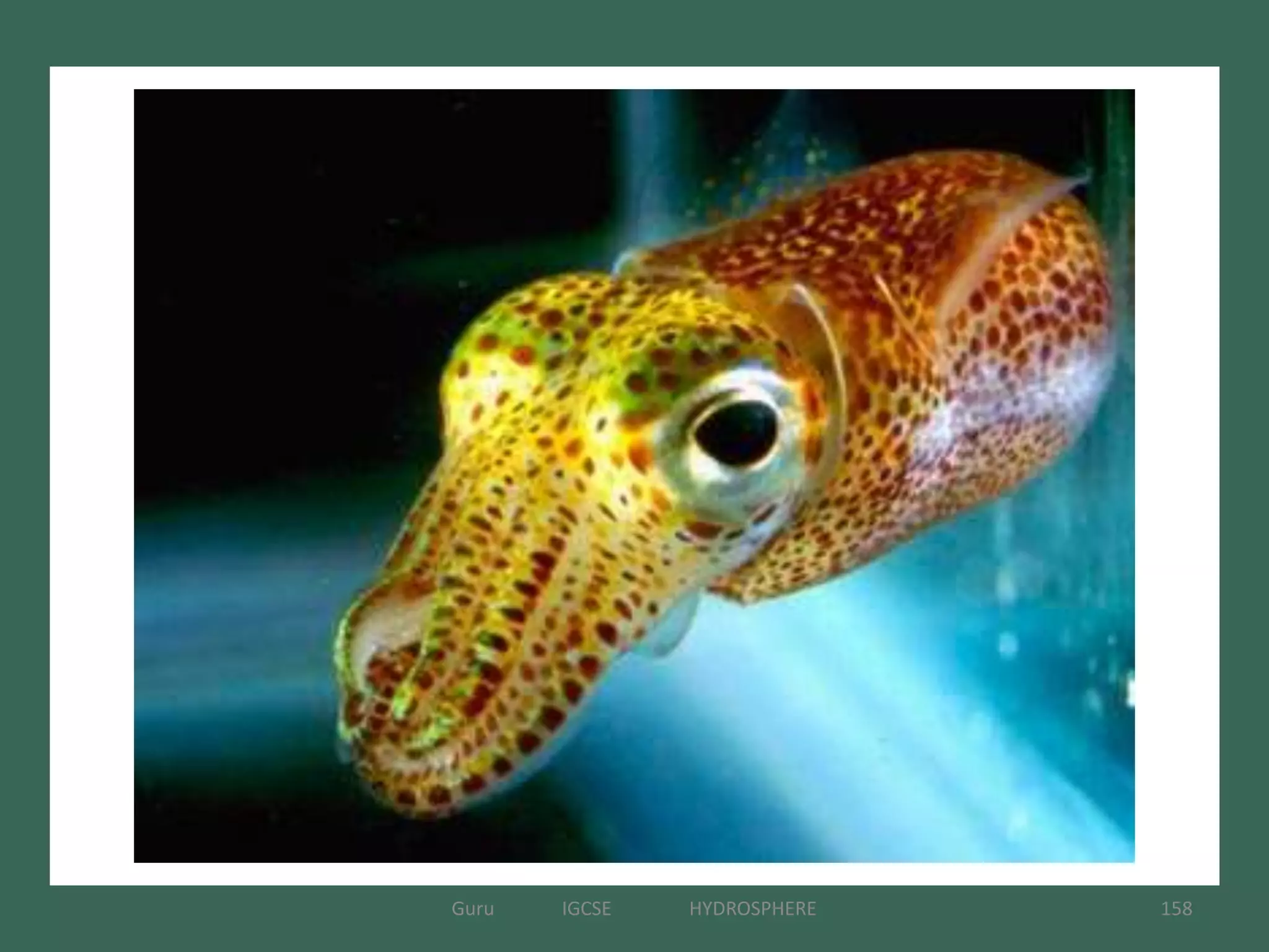 158Guru IGCSE HYDROSPHERE
 