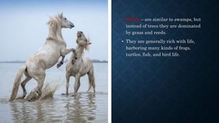 • Marsh – are similar to swamps, but
instead of trees they are dominated
by grass and reeds.
• They are generally rich with life,
harboring many kinds of frogs,
turtles, fish, and bird life.
 