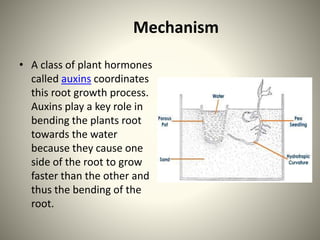 Mechanism
• A class of plant hormones
called auxins coordinates
this root growth process.
Auxins play a key role in
bending the plants root
towards the water
because they cause one
side of the root to grow
faster than the other and
thus the bending of the
root.
 
