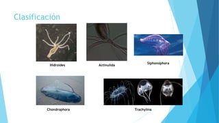 Clasificación
Hidroides Actinulida
Chondrophora
Siphonophora
Trachylina
 