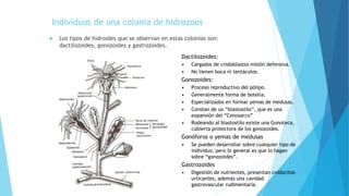 Individuos de una colonia de hidrozoos
 Los tipos de hidroides que se observan en estas colonias son:
dactilozoides, gonozoides y gastrozoides.
Dactilozoides:
• Cargados de cnidoblastos misión defensiva.
• No tienen boca ni tentáculos.
Gonozoides:
• Proceso reproductivo del pólipo.
• Generalmente forma de botella.
• Especializados en formar yemas de medusas.
• Constan de un “blastostilo”, que es una
expansión del “Cenosarco”
• Rodeando al blastostilo existe una Gonoteca,
cubierta protectora de los gonozoides.
Gonóforos o yemas de medusas
• Se pueden desarrollar sobre cualquier tipo de
individuo, pero lo general es que lo hagan
sobre “gonozoides”.
Gastrozoides
• Digestión de nutrientes, presentan cnidocitos
urticantes, además una cavidad
gastrovascular rudimentaria.
 