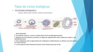 Tipos de ciclos biológicos
 Ciclo Biológico Metagenético
Ejemplo: Obelia (Orden Hydroida, Suborden Leptomedusae)
1. Sexos separados.
2. Fecundación externa, a veces se realiza dentro de la cavidad gastrovascular.
3. Después de la fecundación se produce un zigoto por segmentación total e igual que conduce a una
celoblastula hueca.
4. Esta celoblástula sufre la gastrulación por inmigración o delaminación y se obtiene una larva plánula
con cilios externos.
5. La larva plánula nada libremente durante cierto tiempo hasta que se fija.
 