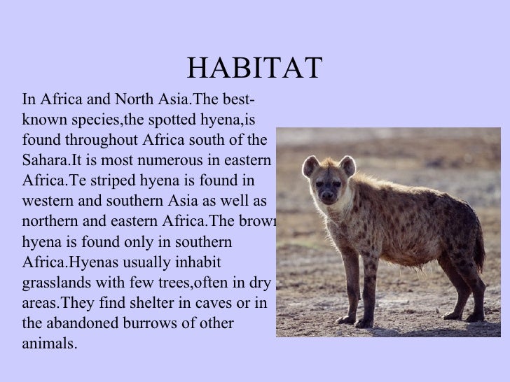 Hyena
