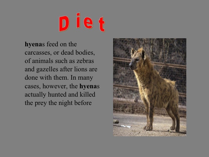 Hyena