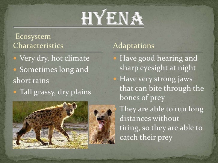 Hyena mendoza