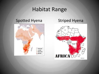 Habitat Range          Spotted Hyena                Striped Hyena