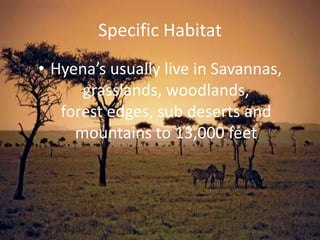 Specific HabitatHyena’s usually live in Savannas, grasslands, woodlands,forest edges, sub deserts andmountains to 13,000 feet