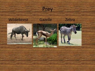 Prey   Wildebeest            Gazelle              Zebra