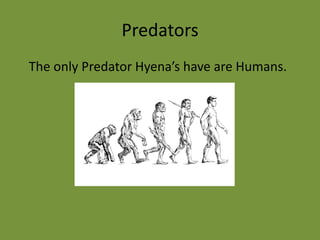 Predators   The only Predator Hyena’s have are Humans.