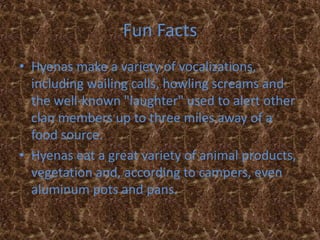 Fun FactsHyenas make a variety of vocalizations, including wailing calls, howling screams and the well-known "laughter" used to alert other clan members up to three miles away of a food source. Hyenas eat a great variety of animal products, vegetation and, according to campers, even aluminum pots and pans.
