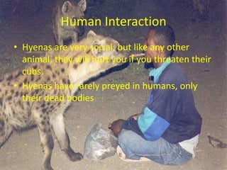 Human InteractionHyenas are very social, but like any other animal, they will hurt you if you threaten their cubs.Hyenas have rarely preyed in humans, only their dead bodies