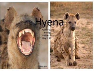 Hyena Audrey Guns Biology Buchmann 2 May 1, 2011 