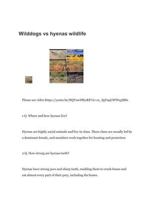 Wilddogs vs hyenas wildlife
Please see video https://youtu.be/RQVawDfh2KE?si=cx_SgT4qGWWq3MSc
1 Q. Where and how hyenas live?
Hyenas are highly social animals and live in clans. These clans are usually led by
a dominant female, and members work together for hunting and protection
2 Q. How strong are hyenas teeth?
Hyenas have strong jaws and sharp teeth, enabling them to crush bones and
eat almost every part of their prey, including the bones.
 