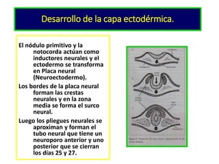 Neuroectodermo Histologia y embriologia sistema estomatognatico | PPTX