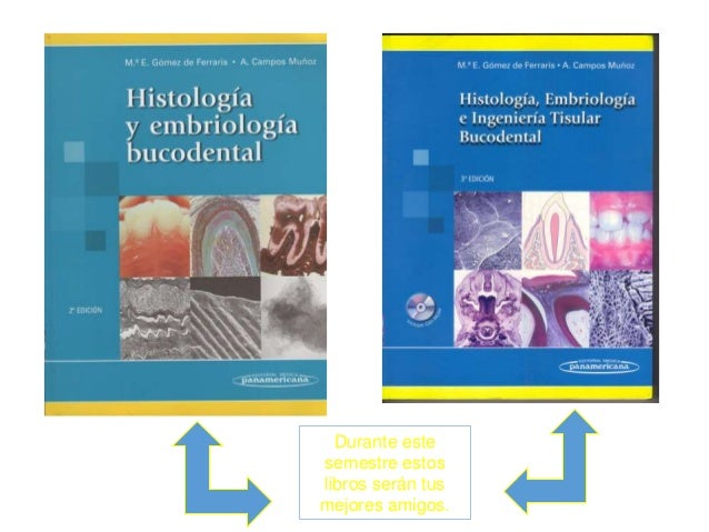 Histologia Embriologia E Ingenieria Tisular Bucodental Descargar Gratis