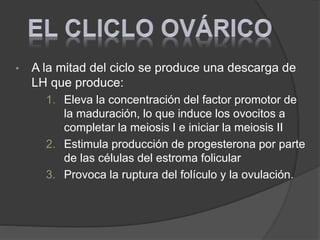 • A la mitad del ciclo se produce una descarga de
LH que produce:
1. Eleva la concentración del factor promotor de
la maduración, lo que induce los ovocitos a
completar la meiosis I e iniciar la meiosis II
2. Estimula producción de progesterona por parte
de las células del estroma folicular
3. Provoca la ruptura del folículo y la ovulación.
 