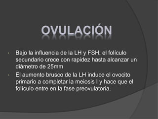 • Bajo la influencia de la LH y FSH, el folículo
secundario crece con rapidez hasta alcanzar un
diámetro de 25mm
• El aumento brusco de la LH induce el ovocito
primario a completar la meiosis I y hace que el
folículo entre en la fase preovulatoria.
 
