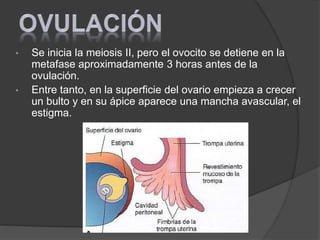 • Se inicia la meiosis II, pero el ovocito se detiene en la
metafase aproximadamente 3 horas antes de la
ovulación.
• Entre tanto, en la superficie del ovario empieza a crecer
un bulto y en su ápice aparece una mancha avascular, el
estigma.
 