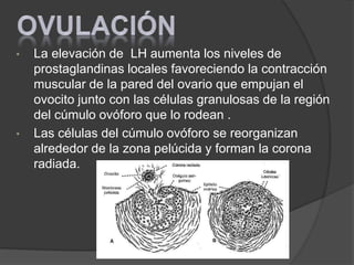 • La elevación de LH aumenta los niveles de
prostaglandinas locales favoreciendo la contracción
muscular de la pared del ovario que empujan el
ovocito junto con las células granulosas de la región
del cúmulo ovóforo que lo rodean .
• Las células del cúmulo ovóforo se reorganizan
alrededor de la zona pelúcida y forman la corona
radiada.
 