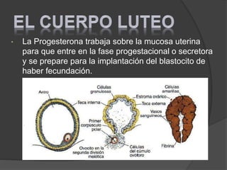 • La Progesterona trabaja sobre la mucosa uterina
para que entre en la fase progestacional o secretora
y se prepare para la implantación del blastocito de
haber fecundación.
 