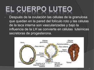 • Después de la ovulación las células de la granulosa
que quedan en la pared del folículo roto y las células
de la teca interna son vascularizadas y bajo la
influencia de la LH se convierte en células luteínicas
secretoras de progesterona.
17
 