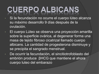 • Si la fecundación no ocurre el cuerpo lúteo alcanza
su máximo desarrollo 9 días después de la
ovulación.
• El cuerpo Lúteo se observa una proyección amarilla
sobre la superficie ovárica, al degenerar forma una
masa de tejido fibroso cicatrizal llamado cuerpo
albicans. La cantidad de progesterona disminuye y
se precipita el sangrado menstrual.
• De ocurrir la fecundación, el sincitiotrofoblasto del
embrión produce βHCG que mantiene el ahora
cuerpo luteo del embarazo
 