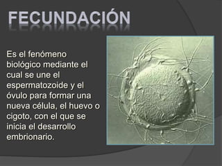 Es el fenómeno
biológico mediante el
cual se une el
espermatozoide y el
óvulo para formar una
nueva célula, el huevo o
cigoto, con el que se
inicia el desarrollo
embrionario.
 