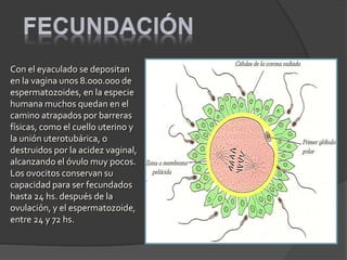 Con el eyaculado se depositan
en la vagina unos 8.000.000 de
espermatozoides, en la especie
humana muchos quedan en el
camino atrapados por barreras
físicas, como el cuello uterino y
la unión uterotubárica, o
destruidos por la acidez vaginal,
alcanzando el óvulo muy pocos.
Los ovocitos conservan su
capacidad para ser fecundados
hasta 24 hs. después de la
ovulación, y el espermatozoide,
entre 24 y 72 hs.
 