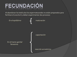 Al abandonar los testículos los espermatozoides no están preparados para
fertilizar el ovocito II y deben experimentar dos procesos:
maduraciónEn el epidídimo
capacitación
reacción acrosómica
En el tracto genital
femenino
 