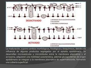 La maduración, supone cambios morfológicos, fisiológicos y bioquímicos, debido a la
influencia de algunos productos segregados por el epitelio epididimario. Se
desarrollan microvesículas y microtúbulos entre la membrana plasmática y el
acrosoma, adquieren una motilidad característica, además glucoproteinas de origen
epididimario se integran a la membrana plasmática de espermatozoide, formando
una cubierta superficial.
 