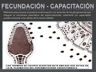 Mediante este proceso se produce la eliminación o la remoción de las glicoproteínas que
integran la membrana plasmática del espermatozoide, solamente los capacitados
pueden atravesar a las células de la corona radiada.
 