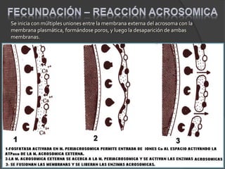 Se inicia con múltiples uniones entre la membrana externa del acrosoma con la
membrana plasmática, formándose poros, y luego la desaparición de ambas
membranas.
 