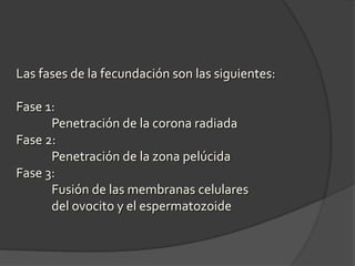 Las fases de la fecundación son las siguientes:
Fase 1:
Penetración de la corona radiada
Fase 2:
Penetración de la zona pelúcida
Fase 3:
Fusión de las membranas celulares
del ovocito y el espermatozoide
 